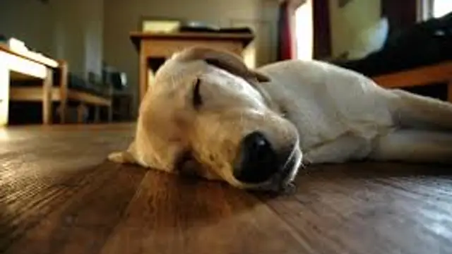 Canine 1